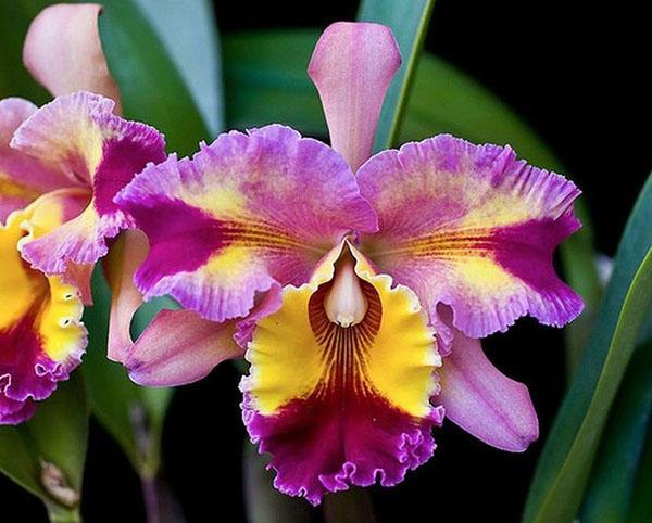 Veelkleurige bloemkroon orchidee cattleya