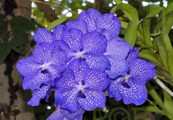 Unutarnja hibridna vanda za orhideje