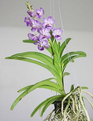 Uiterlijk van de wanda orchidee plant