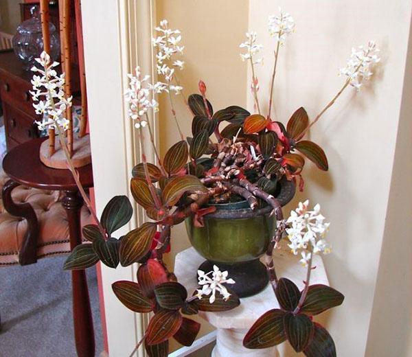 Ludisia orchidee in het interieur