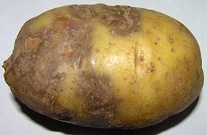 Kasna mrlja gomolja krumpira