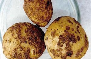 Krasta na gomoljima krumpira