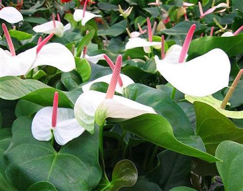 Spectaculaire witte anthurium White Heart
