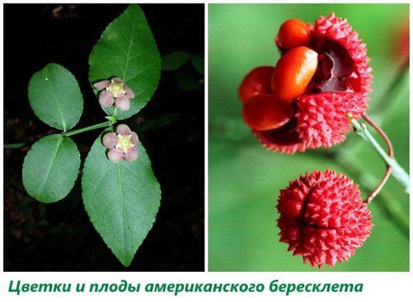 Bloemen en vruchten van de Amerikaanse euonymus