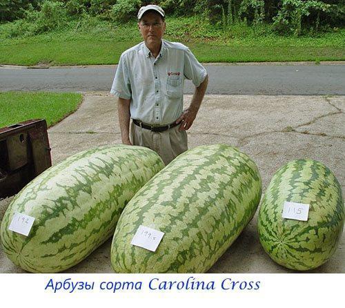 Carolina Cross-watermeloenen