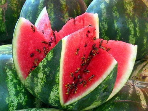 Zoete en sappige Astrachan-watermeloen