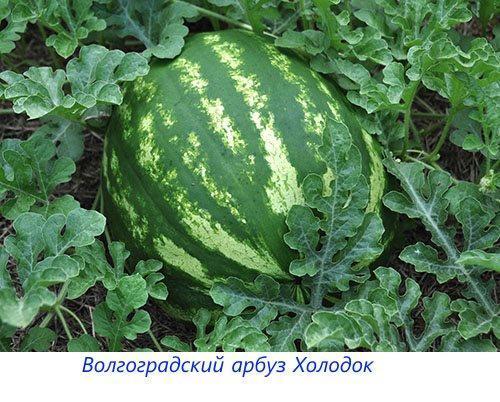 Volgograd watermeloen Chill