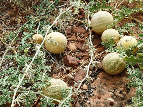 Wilde watermeloenen groeien in de valleien van Botswana