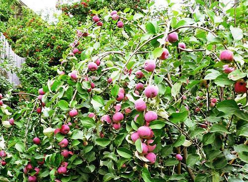 Patuljasto stablo jabuke