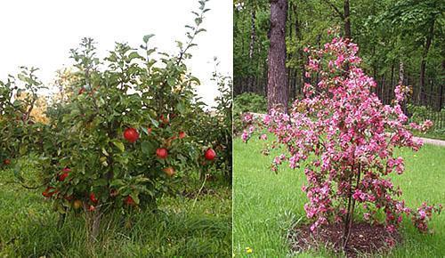 Razlika između patuljastih stabala jabuka i stupastih