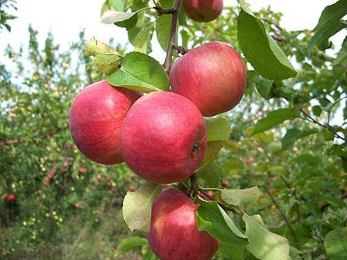 Appelboomvariëteiten Zhigulevskoe