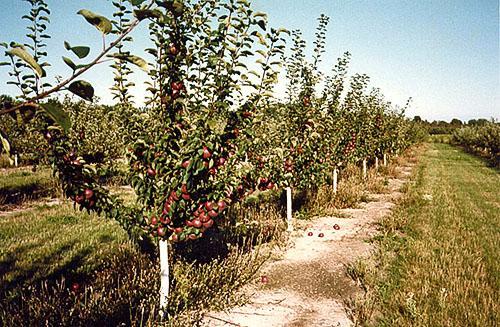 Patuljasta stabla jabuka