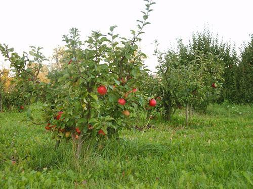 Vrt patuljastih jabuka