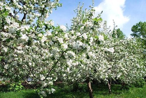 Bloeiende appelboomgaard