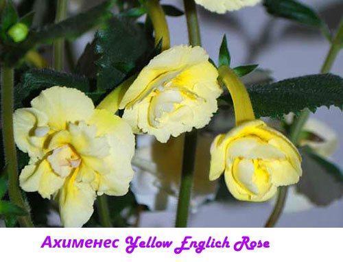 Ahimenes gele Engelse roos