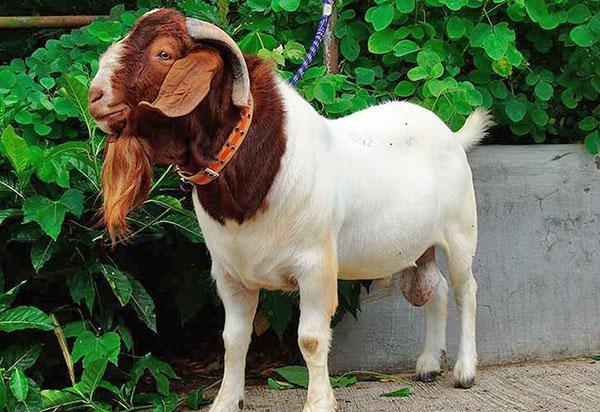 Burska koza