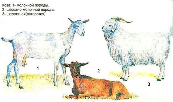 Koze različitih pasmina