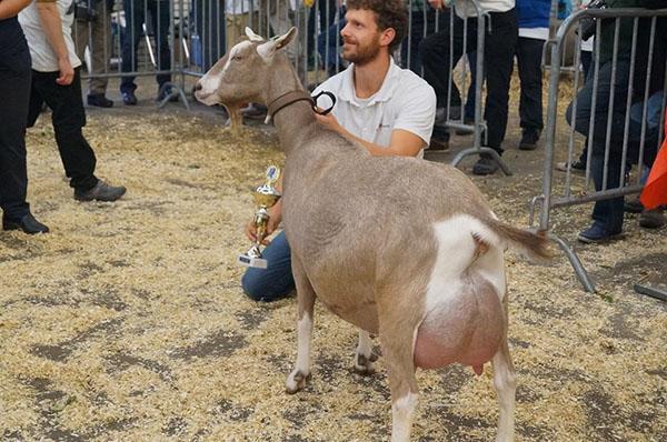 Izložena mliječna toggenburška koza
