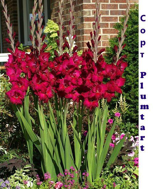 Cvjetni gladiolus Plumtart