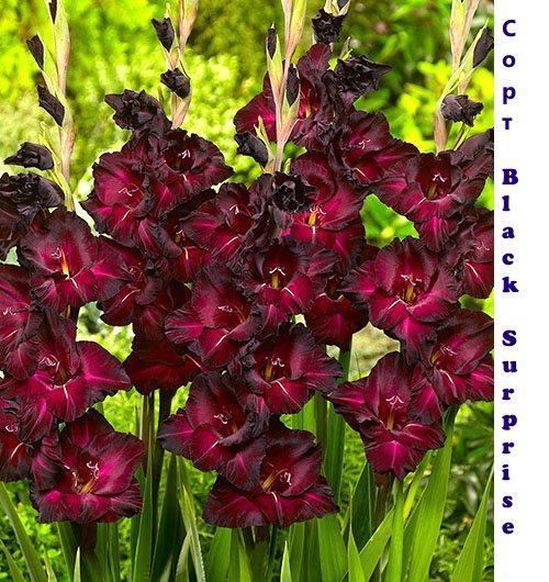 Cvjetni gladiolus Black Surprise