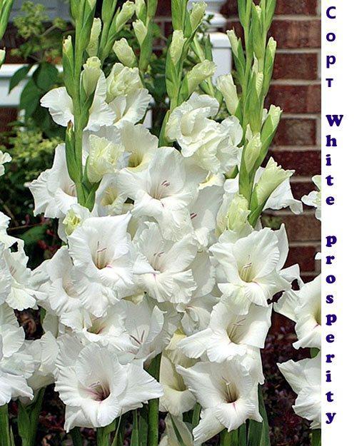 Gladiolen Witte Welvaart