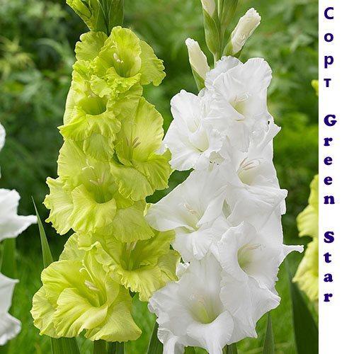 Gladiolen Green Star en variëteit met witte bloemen