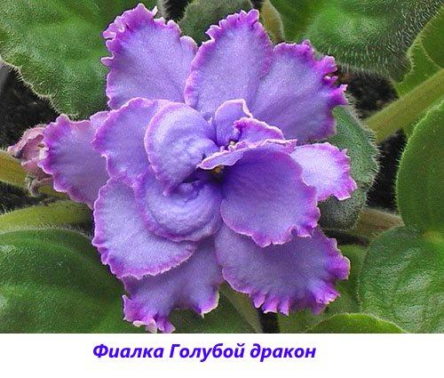 Violet blauwe draak