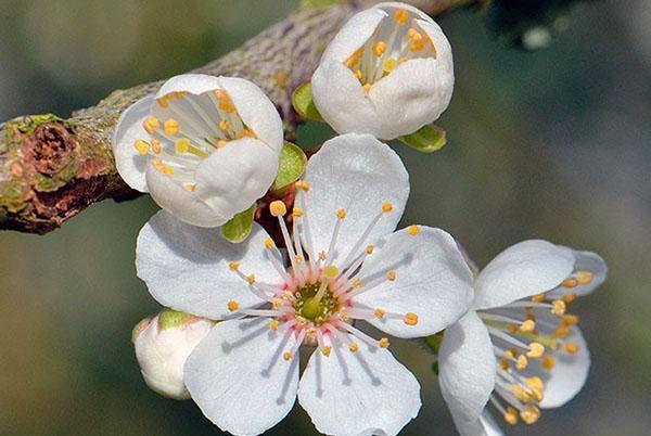 struktura cvjetova šljive trešnje