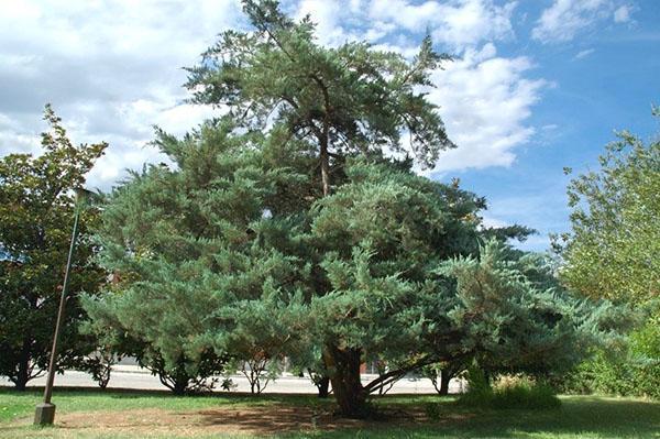 Volwassen Juniperus Virginiana-boom
