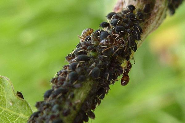 kersenbladluizen en mieren