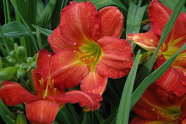 Daylily Red Rum