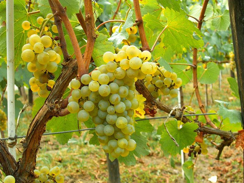 Sorta grožđa Chardonnay i njene značajke