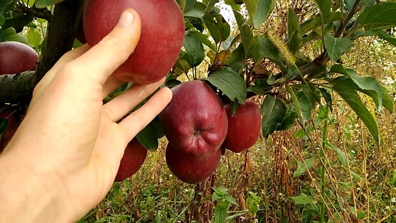 stablo jabuke richard