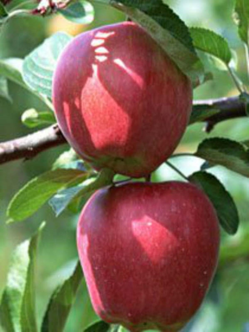 apple richard opis sorte prednosti i nedostaci