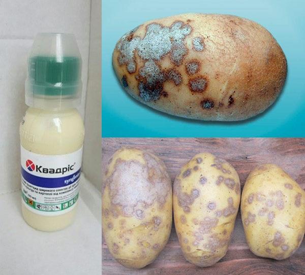 quadris voor aardappelverwerking