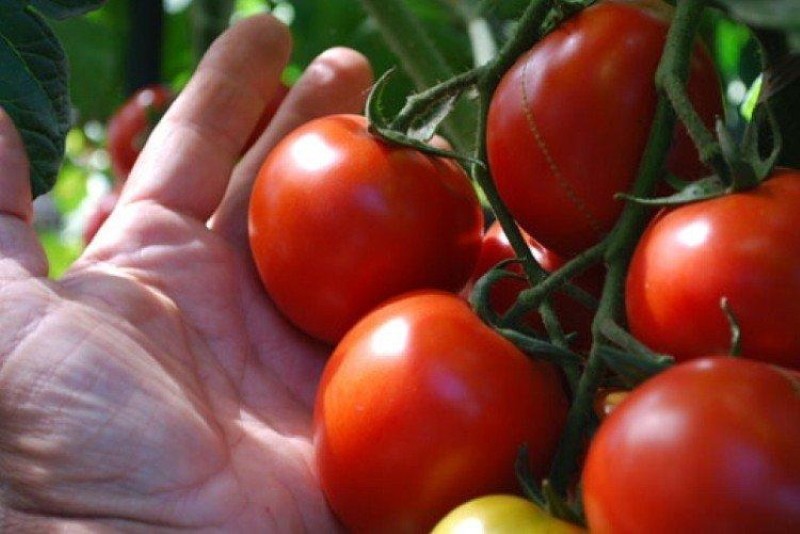 Prednosti afrodite paradajza