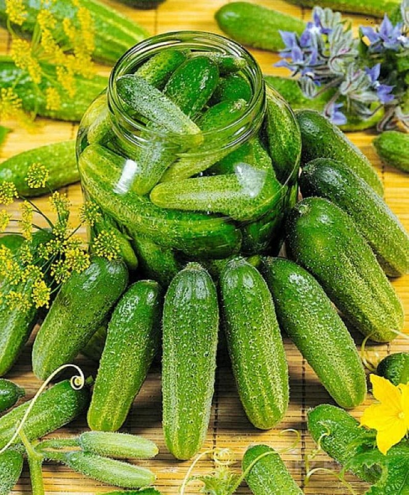 de voor- en nadelen van komkommer libella