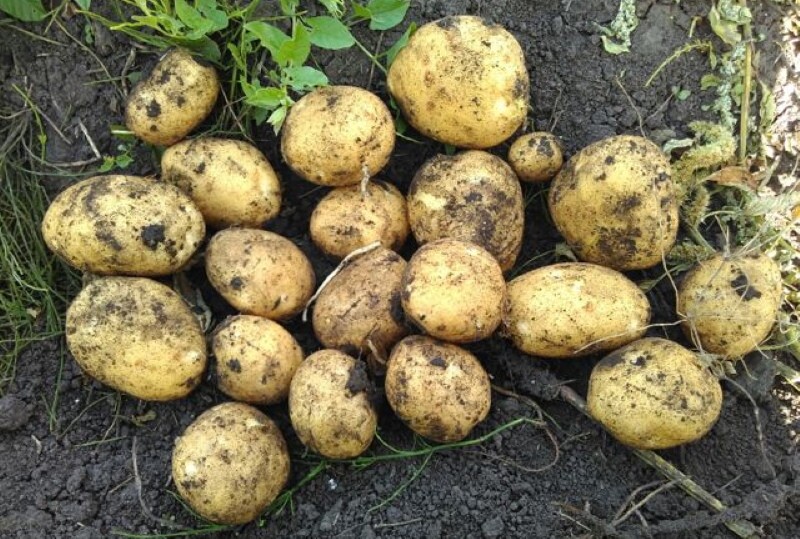 beschrijving van veneta aardappel