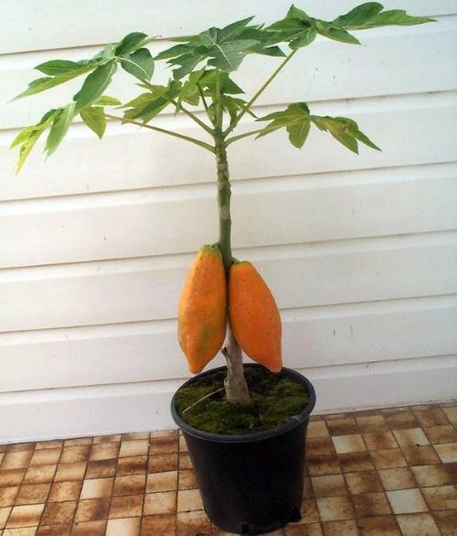 indoor papaja