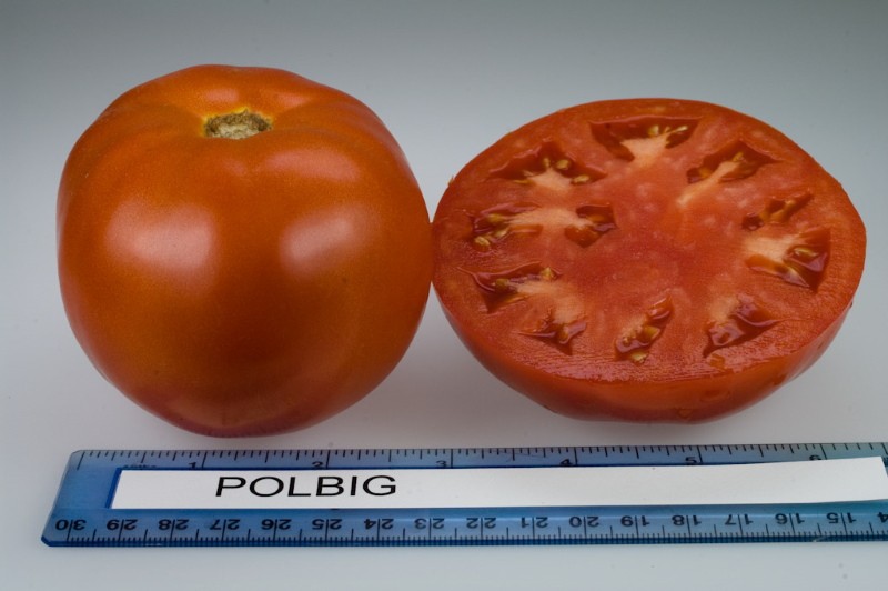 tomaat fruit polbig