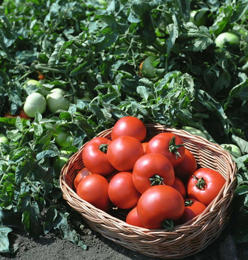 voor- en nadelen van tomaat polbig