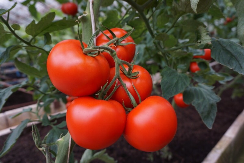 tomatenras polbig