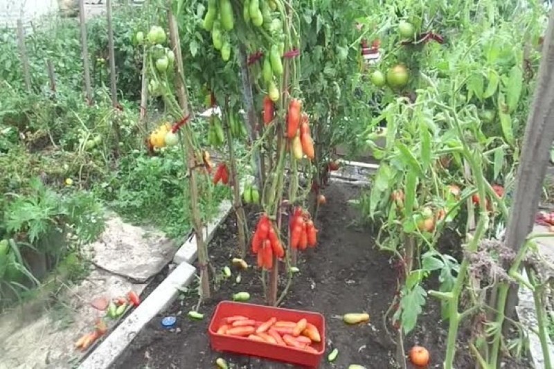 struiken tomaten casanova