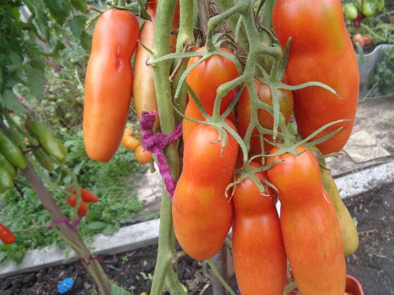 casanova tomaat