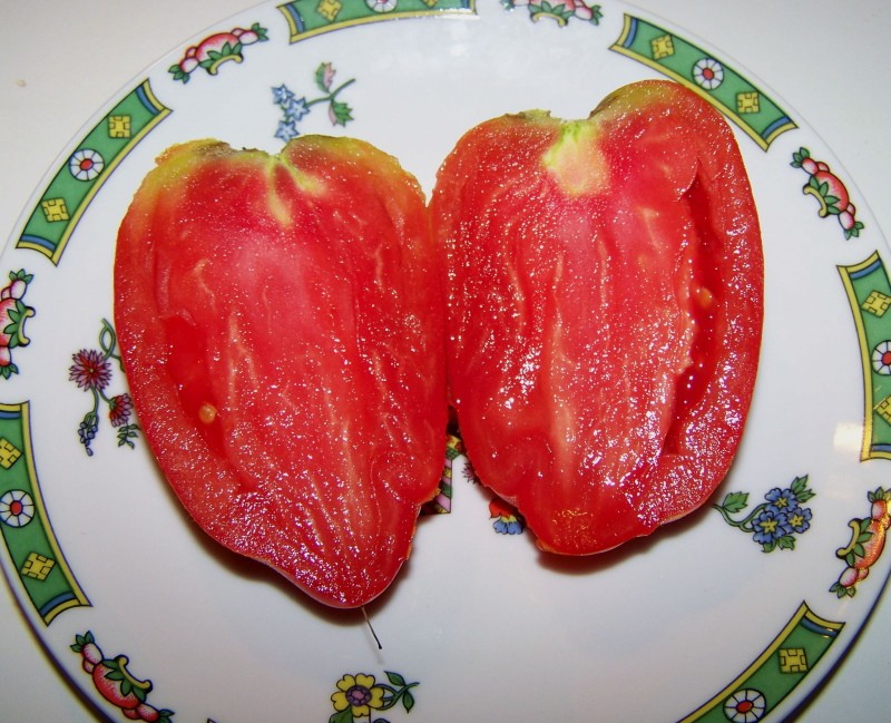 plod kornabela rajčice