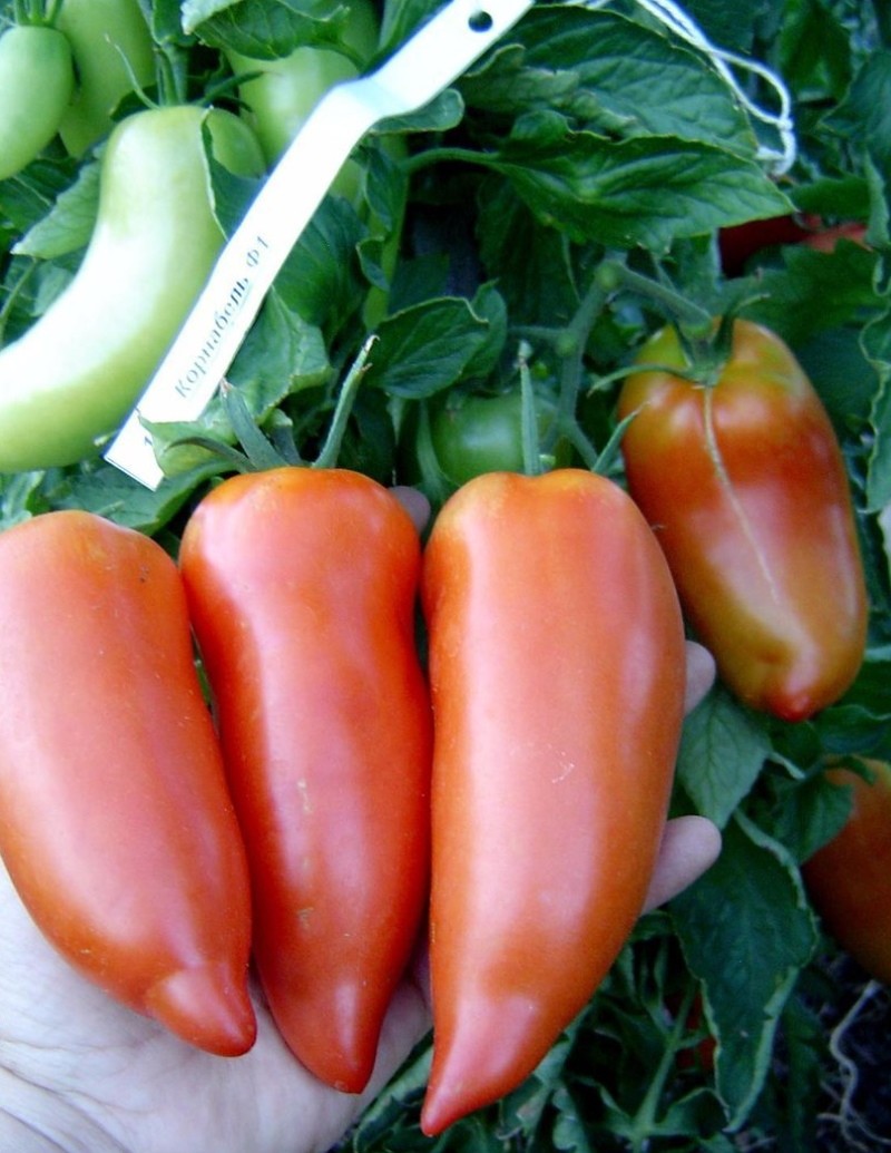 prednosti i nedostaci kornabela od rajčice