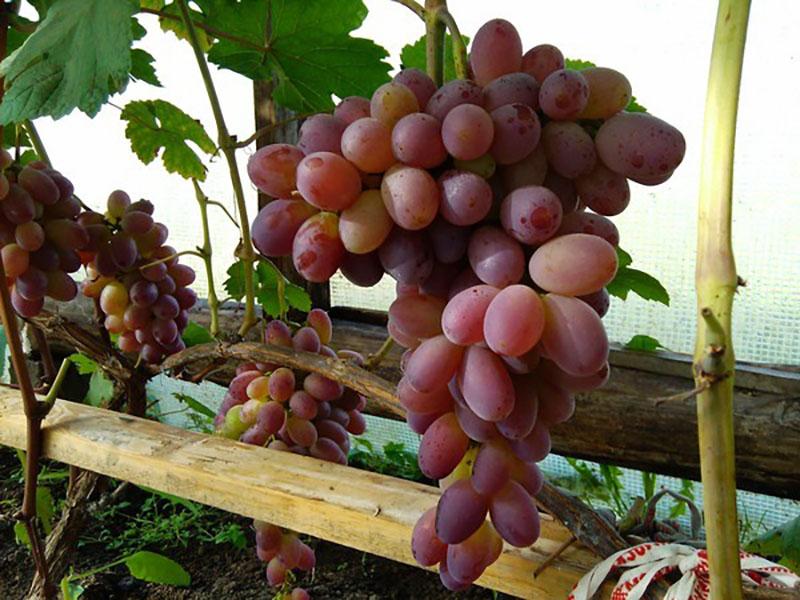 sazrijeva grožđe