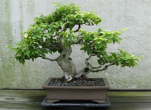 haagbeuk bonsai
