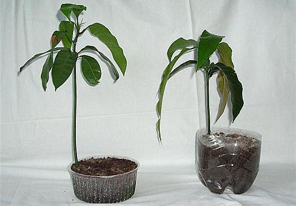 jonge mangozaadplanten