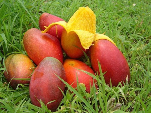 mango fruit plukken